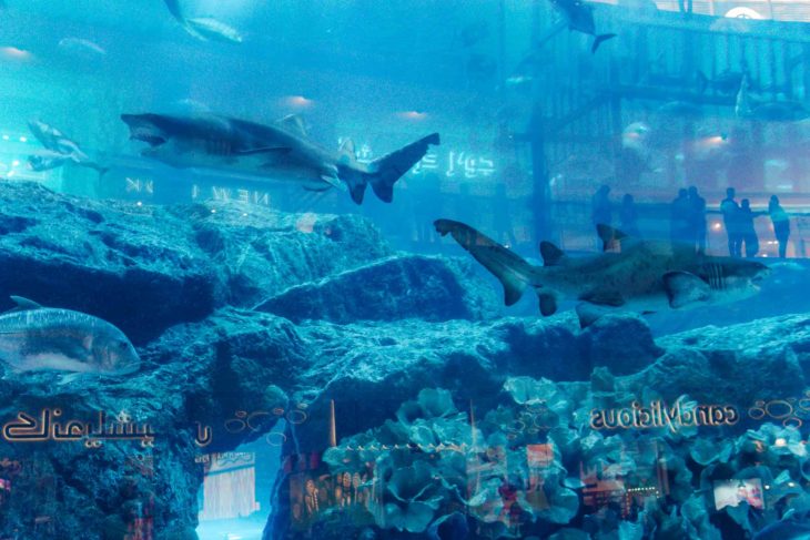 Dubai Mall aquarium