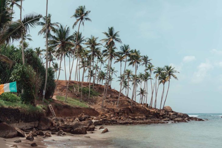 Sri Lanka Mirissa palm trees