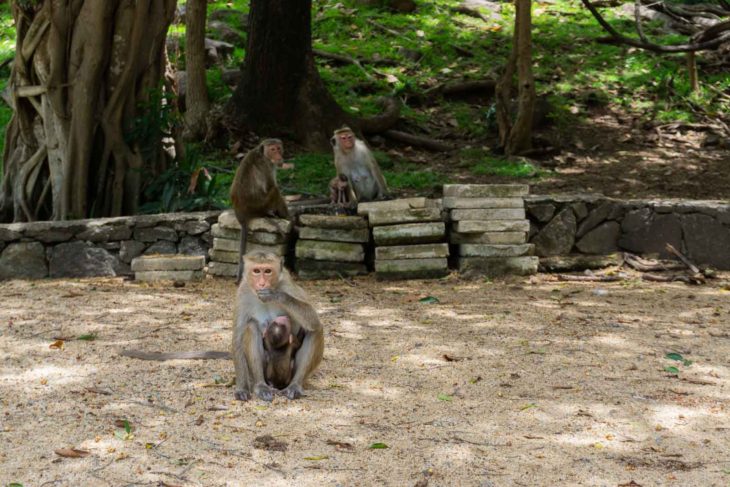 Sri Lanka monkeys