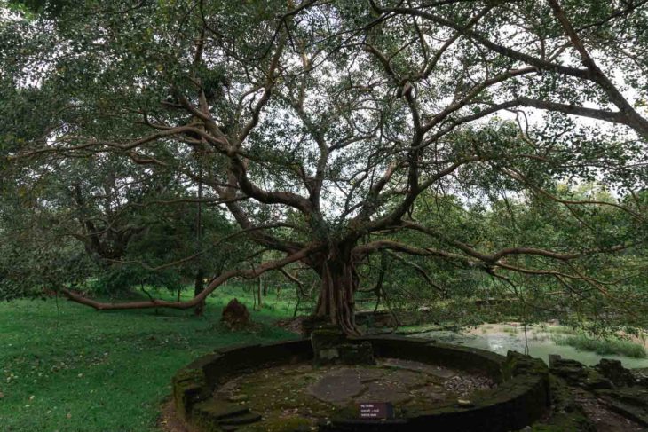Sri Lanka Polonnaruwa lonely tree