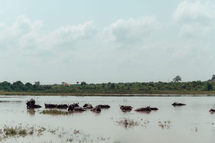 Sri Lanka Udawalawe buffalos