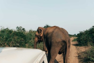 Sri Lanka Udawalawe male elephant