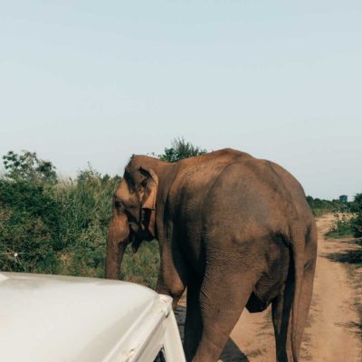 Sri Lanka Udawalawe male elephant