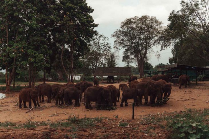 Sri Lanka Udawalawe elephants transit